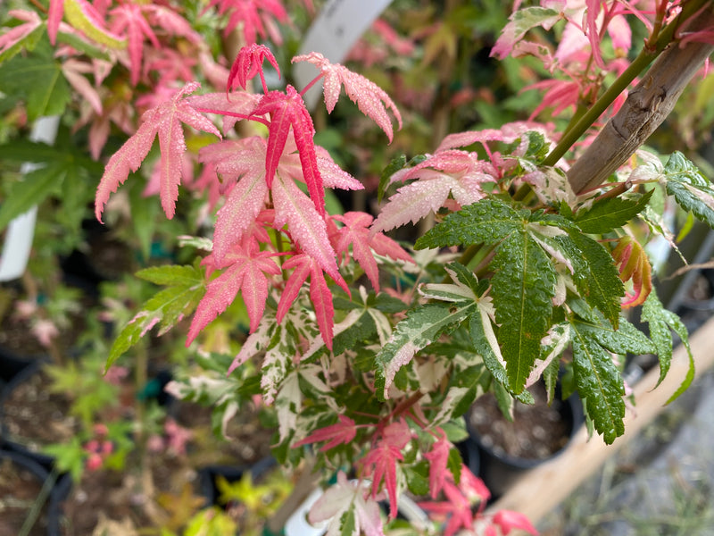 - Acer palmatum 'Ilarian' Japanese Maple - Mr Maple │ Buy Japanese Maple Trees