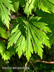 - Acer japonicum 'Yama kage' Mountain Shadows Full Moon Japanese Maple - Mr Maple │ Buy Japanese Maple Trees