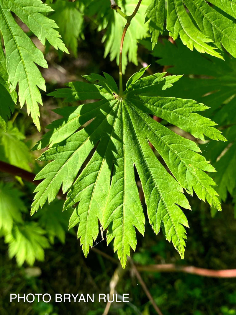 - Acer japonicum 'Yama kage' Mountain Shadows Full Moon Japanese Maple - Mr Maple │ Buy Japanese Maple Trees