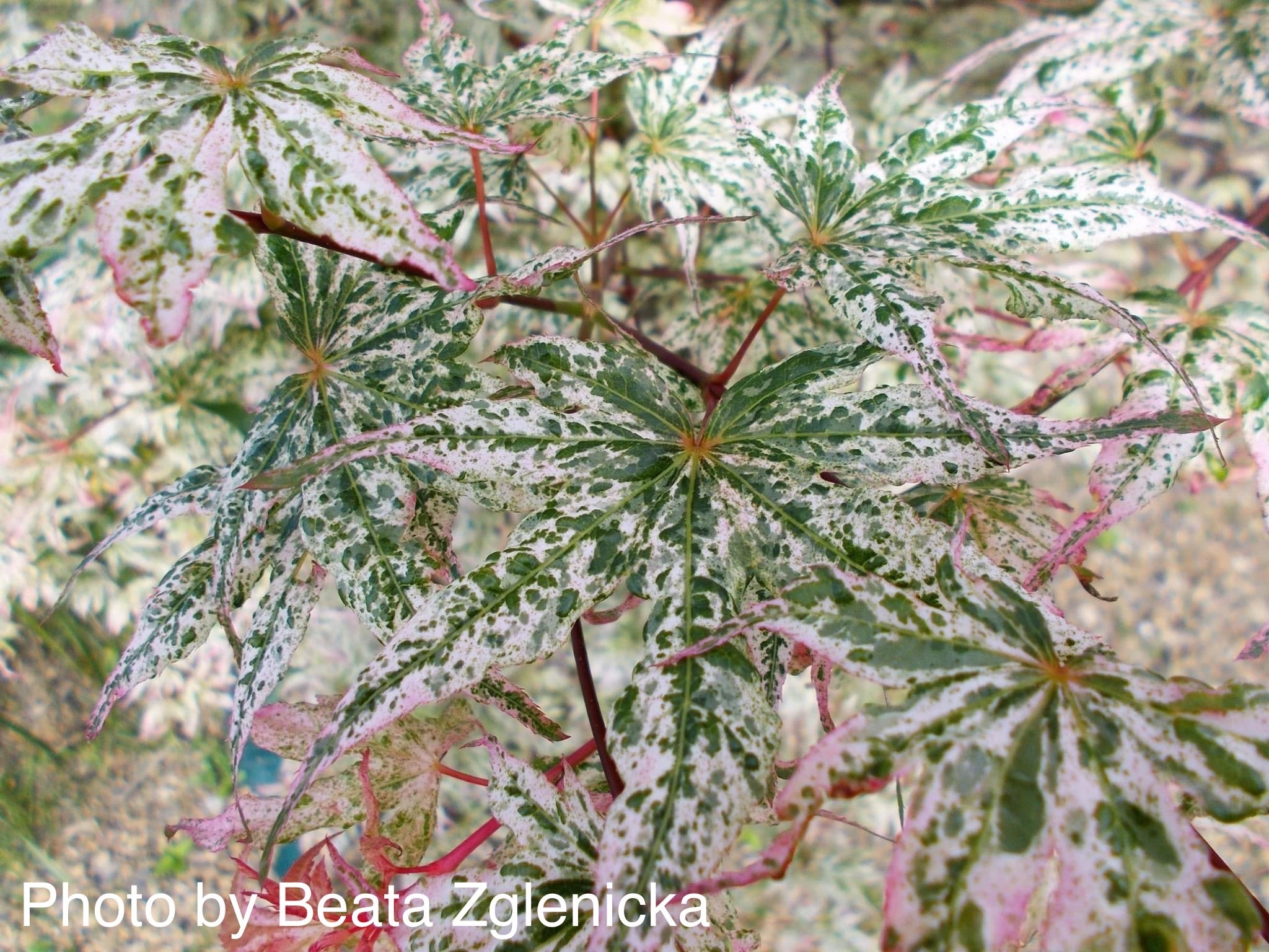 Buy Acer palmatum 'Ukigumo' Floating Clouds Japanese Maple — Mr