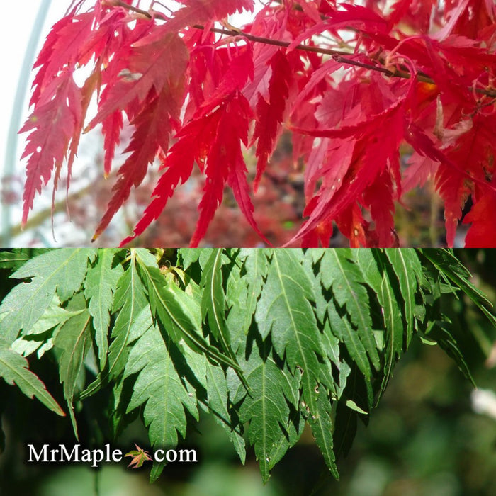 Acer palmatum 'Hagoromo' Angel Feather Japanese Maple