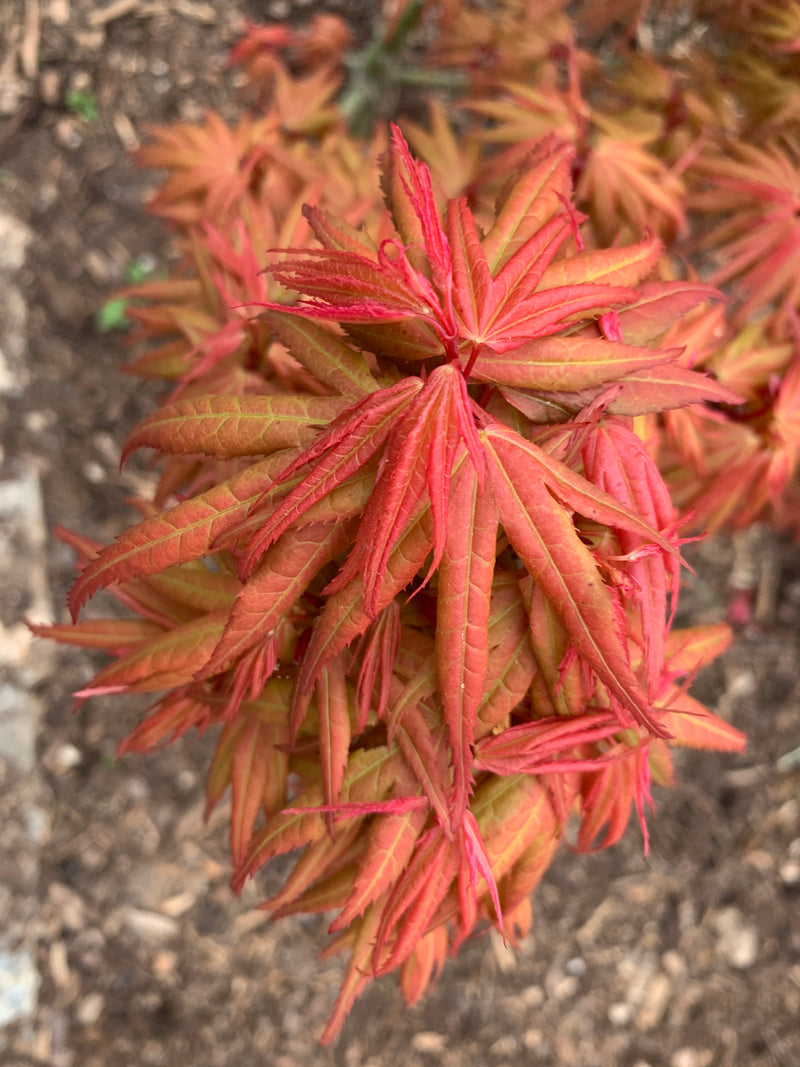 - Acer palmatum 'Mystic Mikawa' Miniature Japanese Maple - Mr Maple │ Buy Japanese Maple Trees
