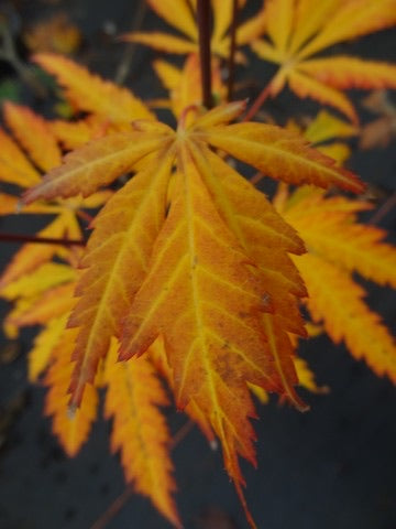 - Acer shirasawanum 'Bronze Age' Bronze Full Moon Japanese Maple - Mr Maple │ Buy Japanese Maple Trees