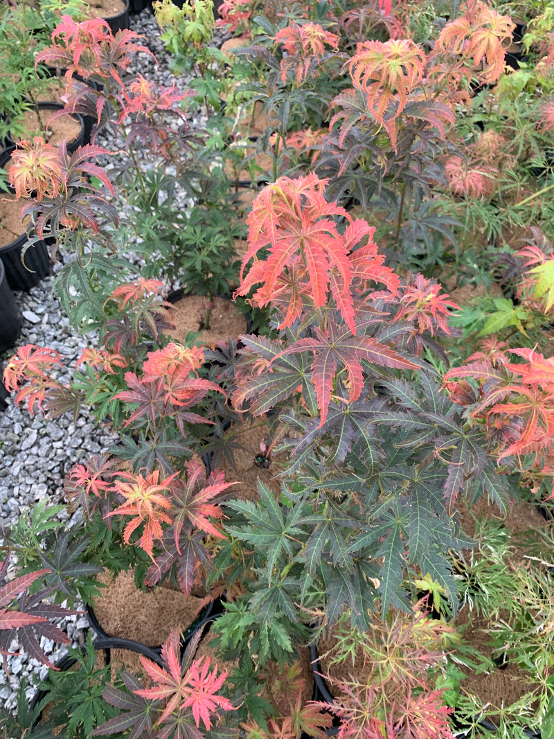 - Acer palmatum 'Orion' Dwarf Red Japanese Maple - Mr Maple │ Buy Japanese Maple Trees