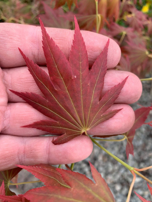 Acer shirasawanum 'Plum Wine' Japanese Maple