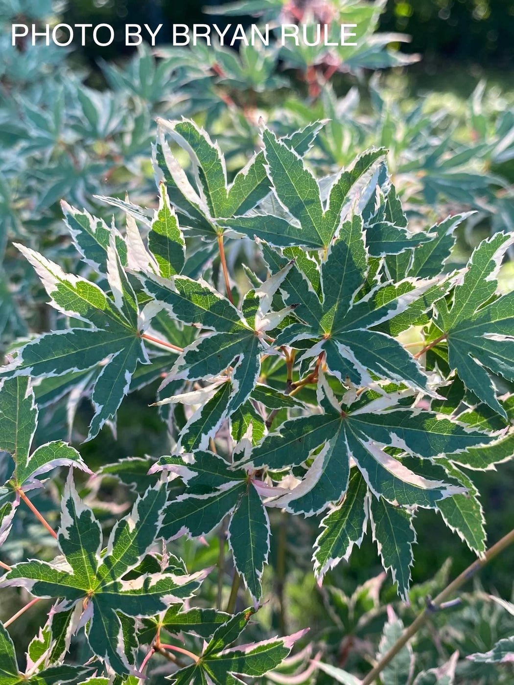 Buy Acer palmatum 'Beni shichihenge' Pink Variegated Japanese Maple ...