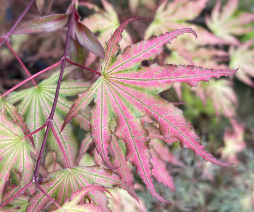 - Acer palmatum 'Firefly' Japanese Maple - Mr Maple │ Buy Japanese Maple Trees