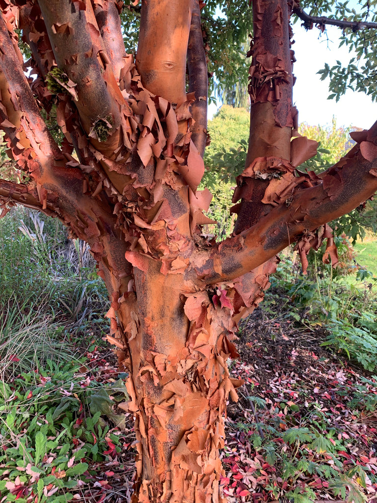 maple tree様 専用 古米 30kg