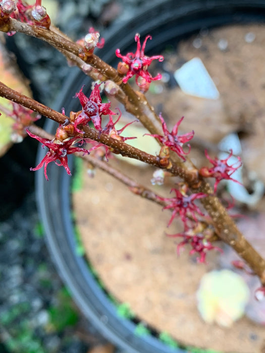 Disanthus cercidifolius 'Ena nishiki' Variegated Japanese Redbud Hazel