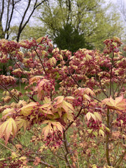 - Acer palmatum 'Osakazuki' Japanese Maple - Mr Maple │ Buy Japanese Maple Trees