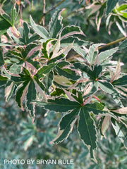 - Acer palmatum 'Beni shichihenge' Pink Variegated Japanese Maple - Mr Maple │ Buy Japanese Maple Trees