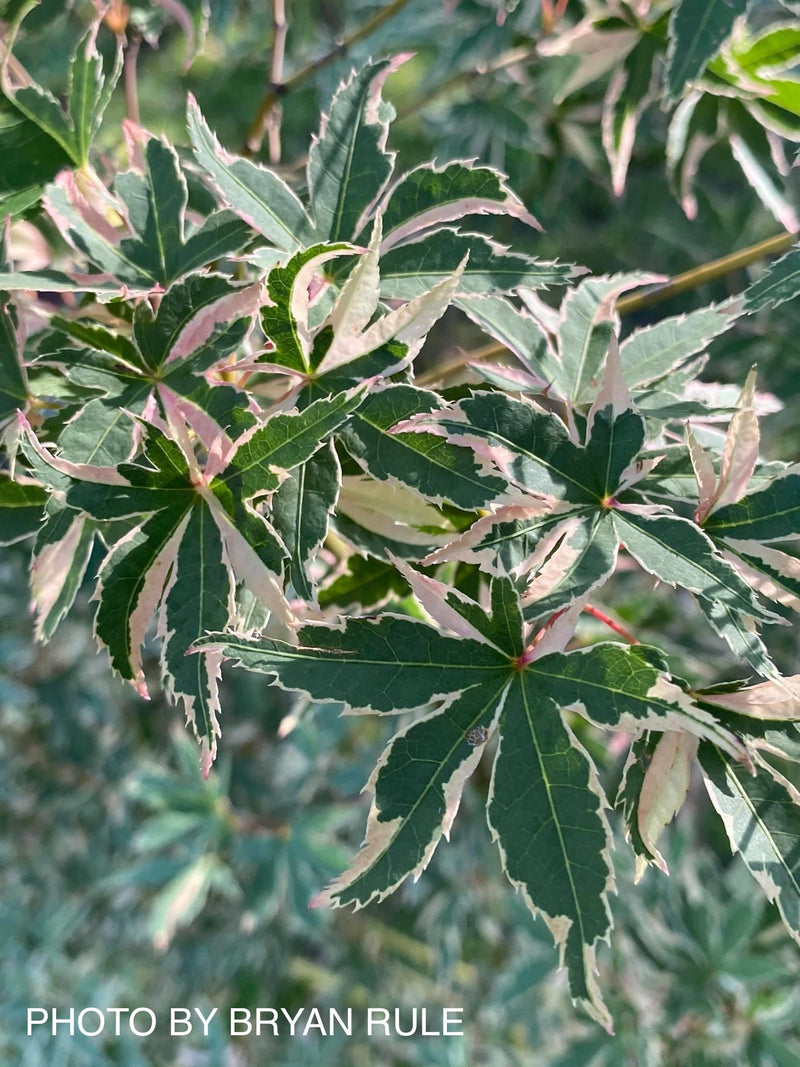 - Acer palmatum 'Beni shichihenge' Pink Variegated Japanese Maple - Mr Maple │ Buy Japanese Maple Trees