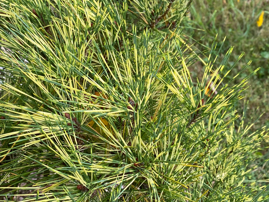 Pinus densiflora 'Oculus Draconis' Eye of the Dragon Variegated Japanese Red Pine