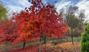 - Acer japonicum ‘Rising Sun’ Japanese Maple - Mr Maple │ Buy Japanese Maple Trees