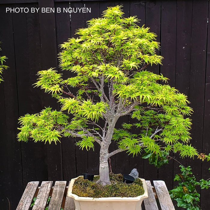 Acer palmatum 'Sharp's Pygmy' Dwarf Japanese Maple