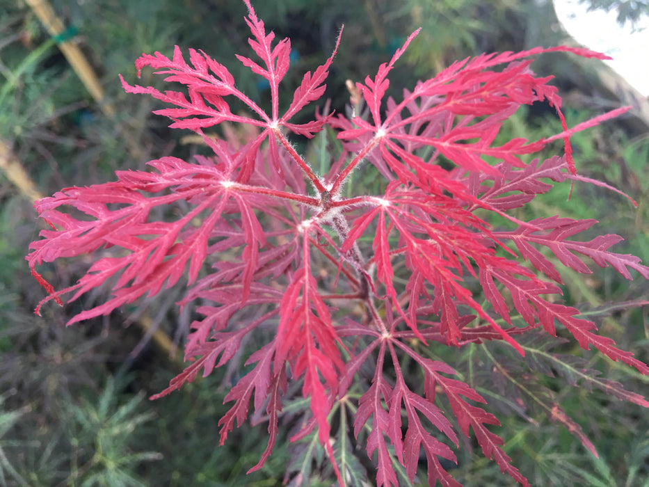 Acer palmatum 'Chitoseyama shidare' Weeping Japanese Maple