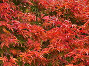 - Acer palmatum 'Shishigashira' Lion's Head Japanese Maple - Mr Maple │ Buy Japanese Maple Trees