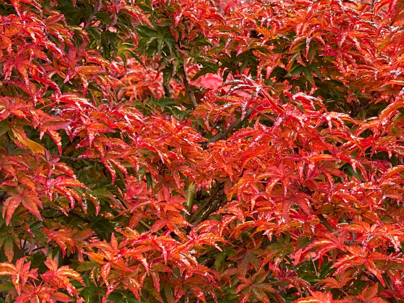 - Acer palmatum 'Shishigashira' Lion's Head Japanese Maple - Mr Maple │ Buy Japanese Maple Trees