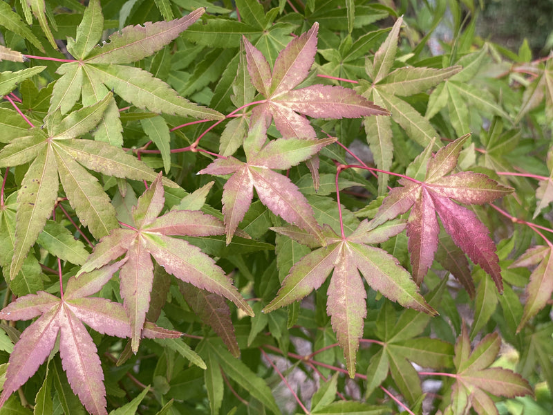 - Acer palmatum 'Golden Falls' Weeping Golden Japanese Maple - Mr Maple │ Buy Japanese Maple Trees