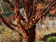 - Acer griseum - Paperbark Maple - Mr Maple │ Buy Japanese Maple Trees