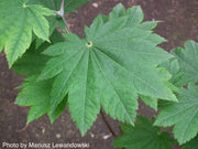 - Acer japonicum 'Vitifolium' Large Leaf Full Moon Japanese Maple - Mr Maple │ Buy Japanese Maple Trees