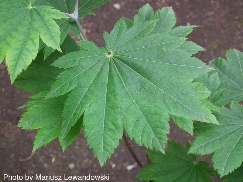 - Acer japonicum 'Vitifolium' Large Leaf Full Moon Japanese Maple - Mr Maple │ Buy Japanese Maple Trees