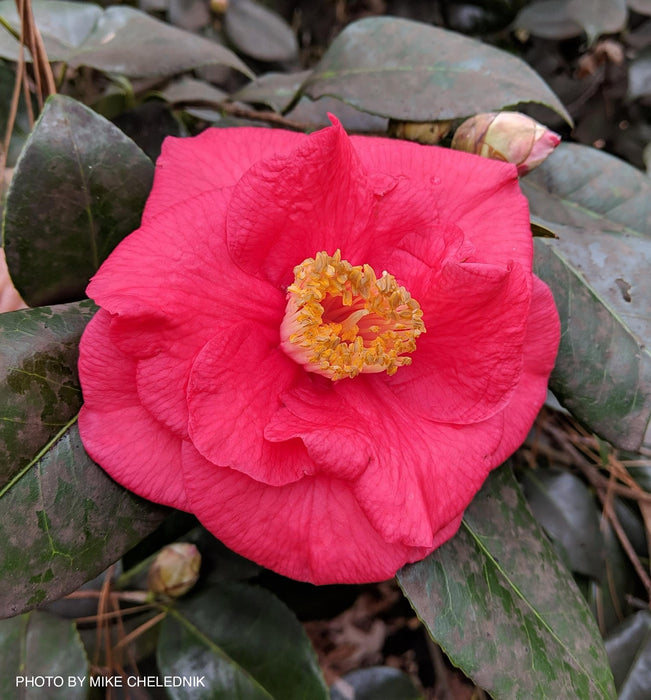 Camellia japonica 'Gunsmoke' Red Large Flowering Camellia