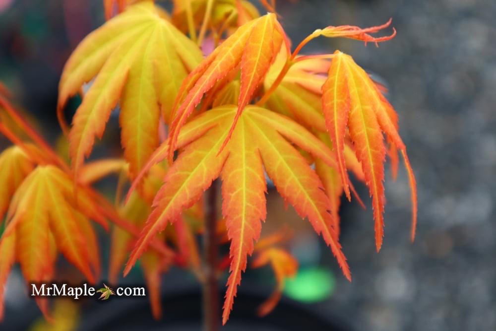 Buy Acer palmatum Alans Gold Pinebark Japanese Maple — Mr Maple