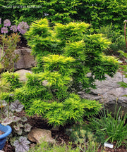 Test Product Mikawa - Mr Maple │ Buy Japanese Maple Trees