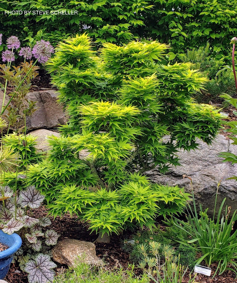 Test Product Mikawa - Mr Maple │ Buy Japanese Maple Trees