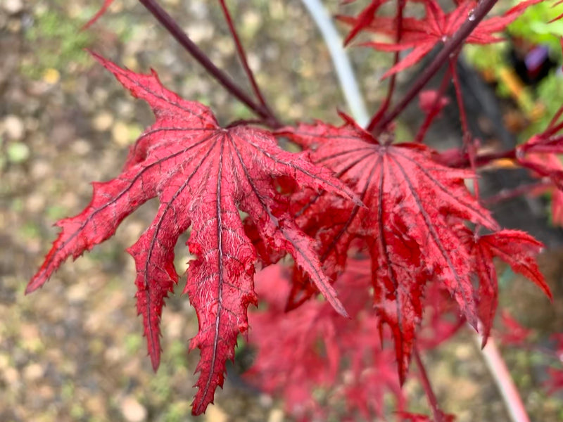 - Acer palmatum 'Waveleaf' Japanese Maple - Mr Maple │ Buy Japanese Maple Trees