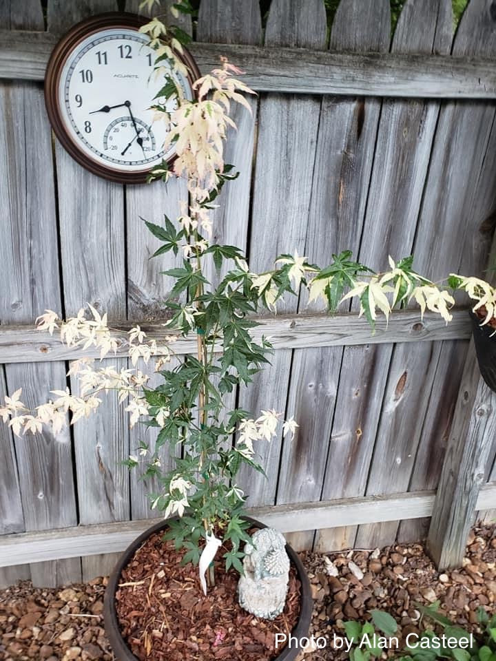 - Acer palmatum 'Ilarian' Japanese Maple - Mr Maple │ Buy Japanese Maple Trees