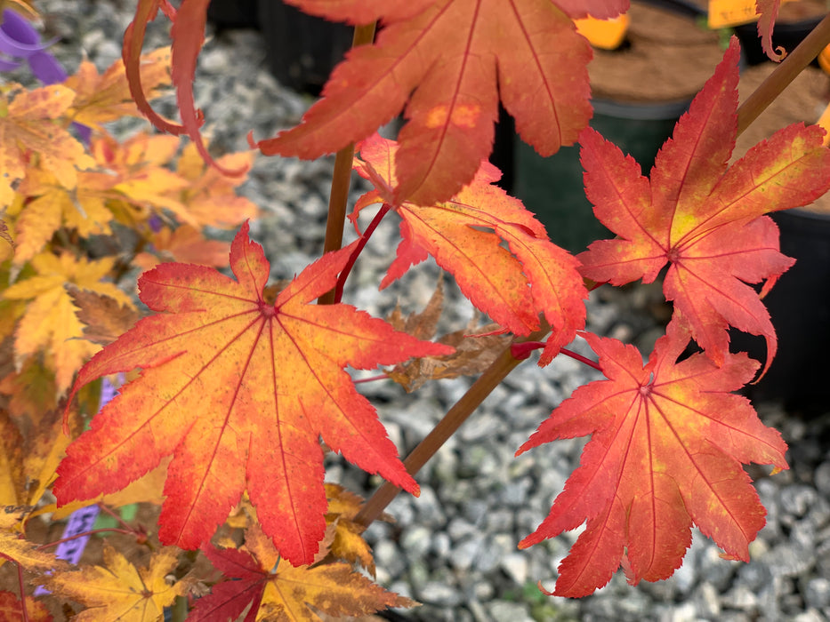 Acer palmatum 'Summer Gold' Japanese Maple