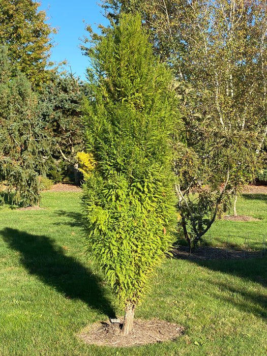 Taxodium distichum 'Lindsey Skyward' Narrow Bald Cypress