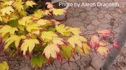 - Acer palmatum 'Tsuma gaki' Japanese Maple - Mr Maple │ Buy Japanese Maple Trees