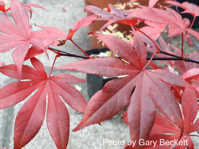 - Acer palmatum 'Emperor 1' Japanese Maple Tree - Mr Maple │ Buy Japanese Maple Trees