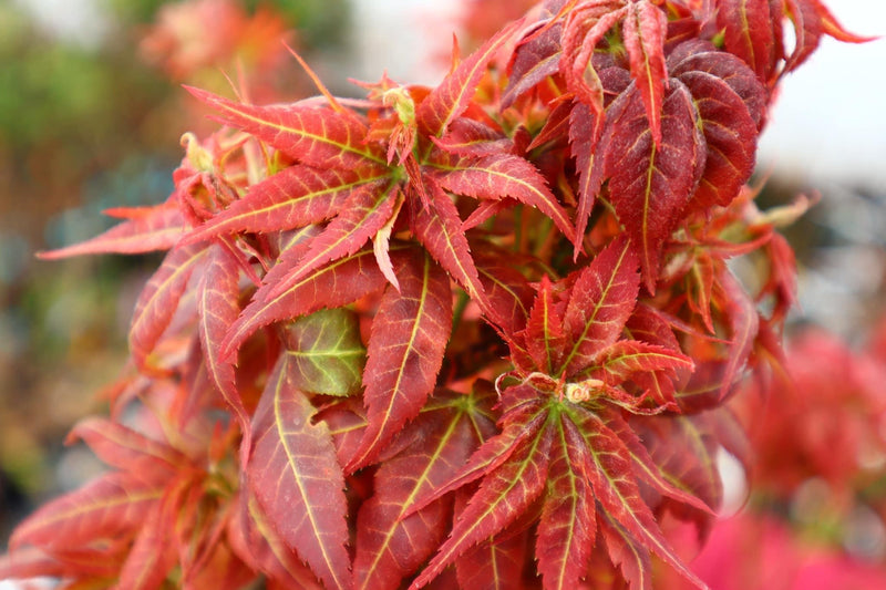 - Acer palmatum 'Kurenai jishi' Red Lion Japanese Maple - Mr Maple │ Buy Japanese Maple Trees