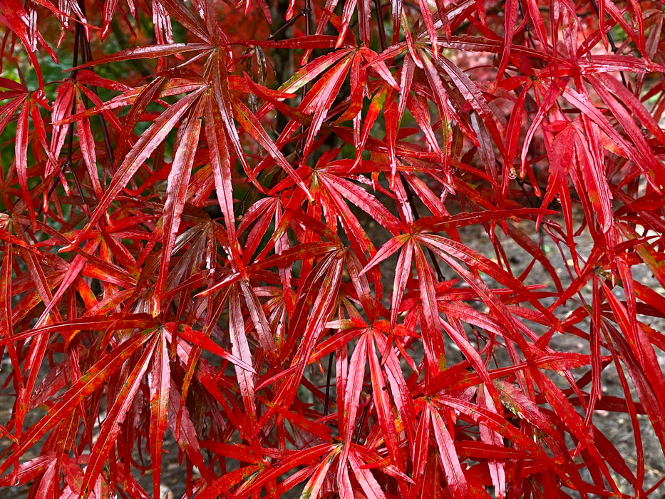 Acer palmatum 'Beni otake' Red Bamboo Japanese Maple