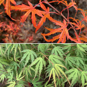 - Acer palmatum 'Green Strap' Rare Japanese Maple - Mr Maple │ Buy Japanese Maple Trees
