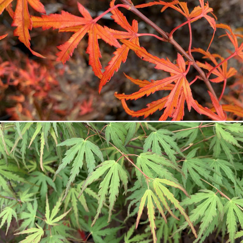 - Acer palmatum 'Green Strap' Rare Japanese Maple - Mr Maple │ Buy Japanese Maple Trees