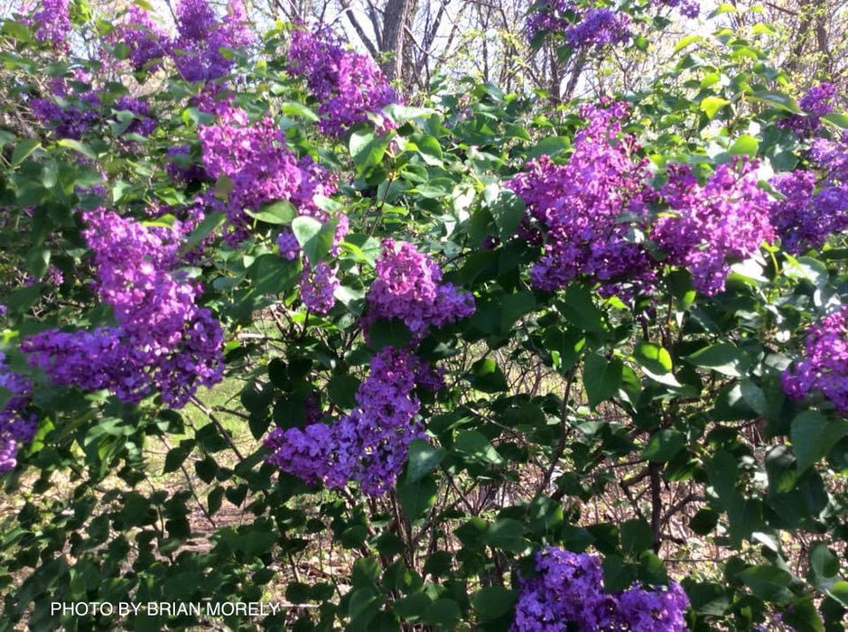 Syringa x 'Pocahontas' Violet Flowering Lilac Tree