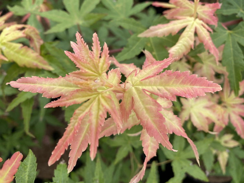 - Acer palmatum 'Golden Falls' Weeping Golden Japanese Maple - Mr Maple │ Buy Japanese Maple Trees