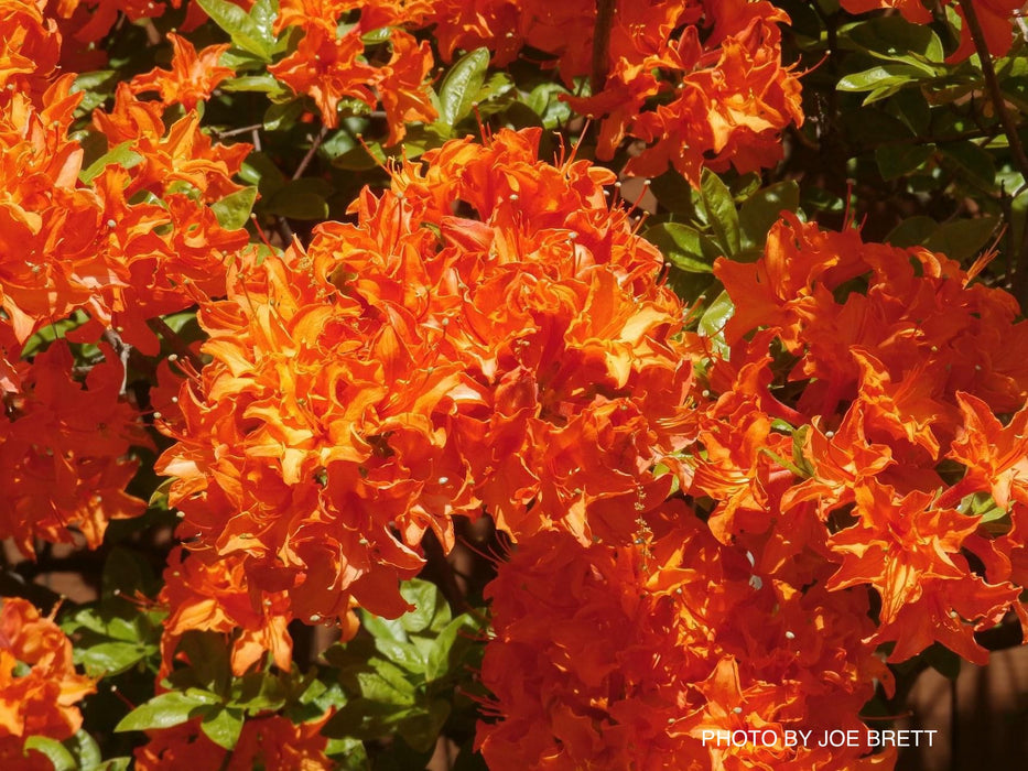 Azalea 'Gibraltar’ Orange Flowers Deciduous Azalea