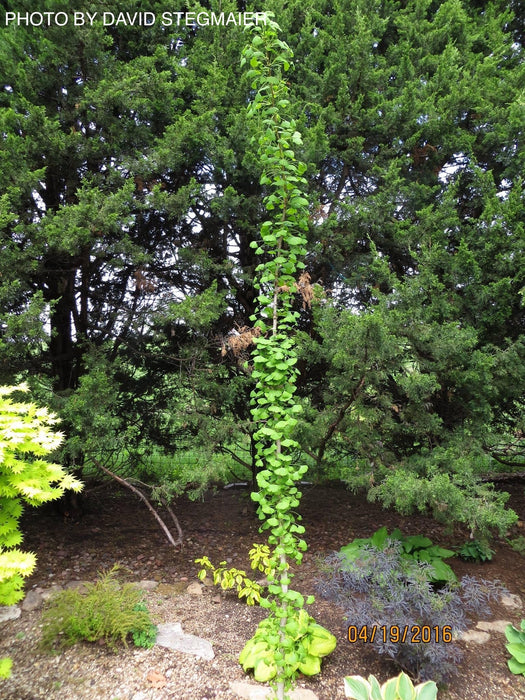 Ginkgo biloba 'Elmwood Pillar’ Narrow Male Ginkgo Tree
