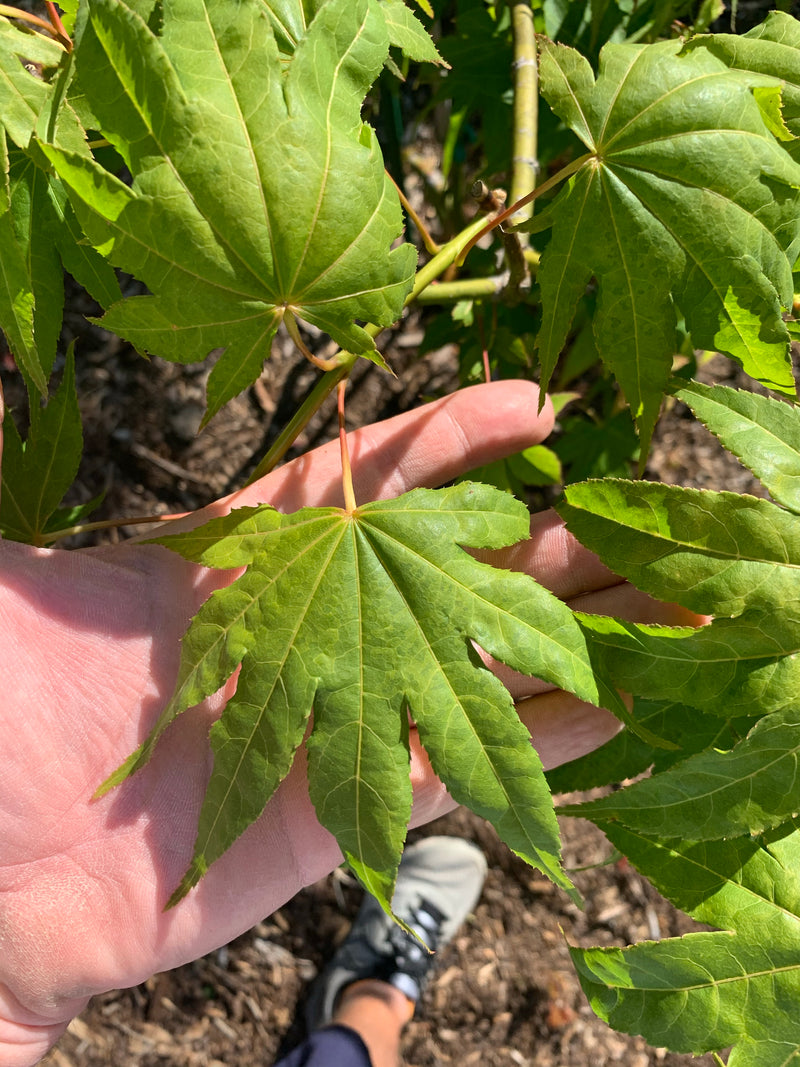 - Acer palmatum 'Rikuzen shidare' Weeping Japanese Maple - Mr Maple │ Buy Japanese Maple Trees