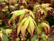 - Acer palmatum 'Osakazuki' Japanese Maple - Mr Maple │ Buy Japanese Maple Trees