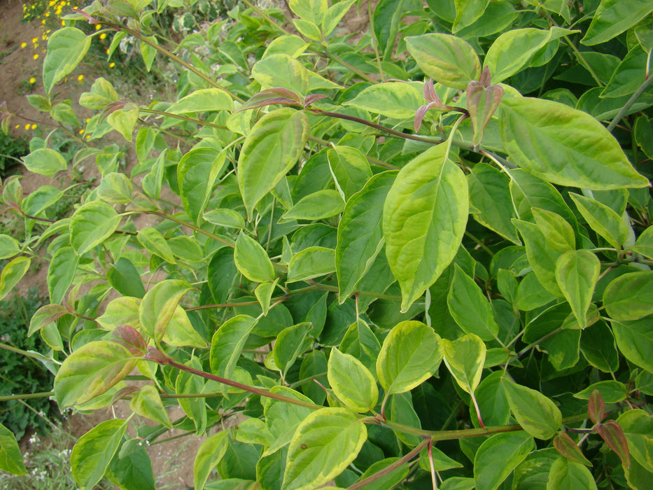 Cornus alternifolia ‘Lemon Edge’ Pagoda Dogwood