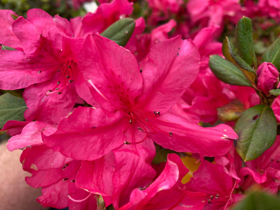 Azalea 'Gloria’ Pink Flowering Sawada Azalea