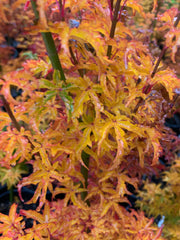 - Acer palmatum 'Shishigashira' Lion's Head Japanese Maple - Mr Maple │ Buy Japanese Maple Trees