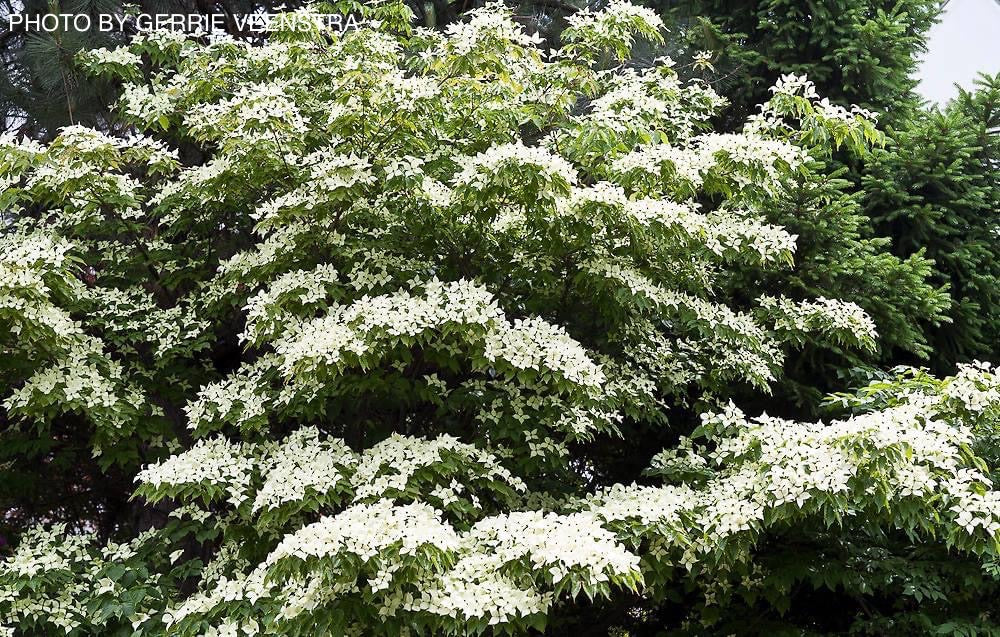 Cornus kousa 'Milky Way' White Flowering Chinese Dogwood